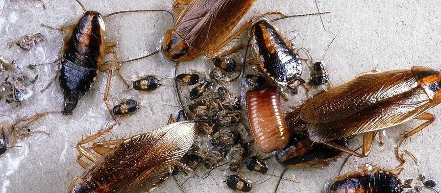 Предотвращение появления тараканов